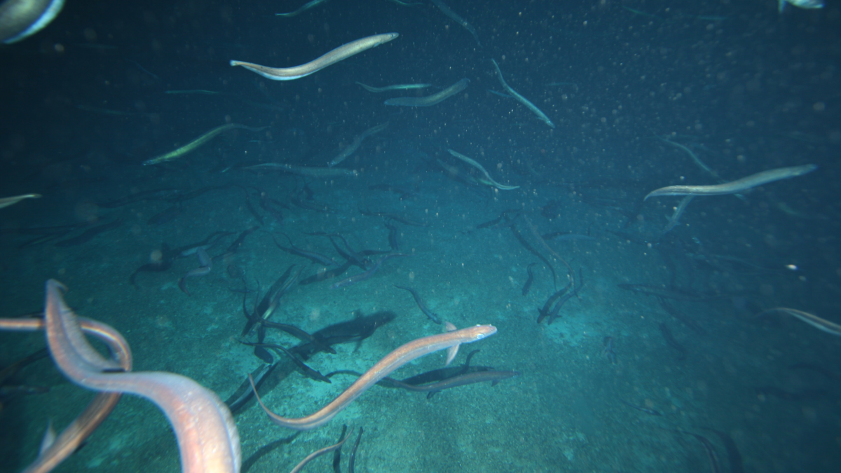 Millions of eels gather at an underwater mountain