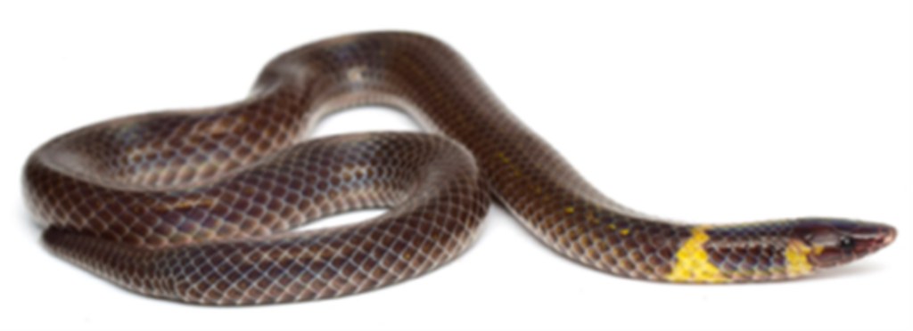 Meet the snake clocking top speeds while rolling to safety