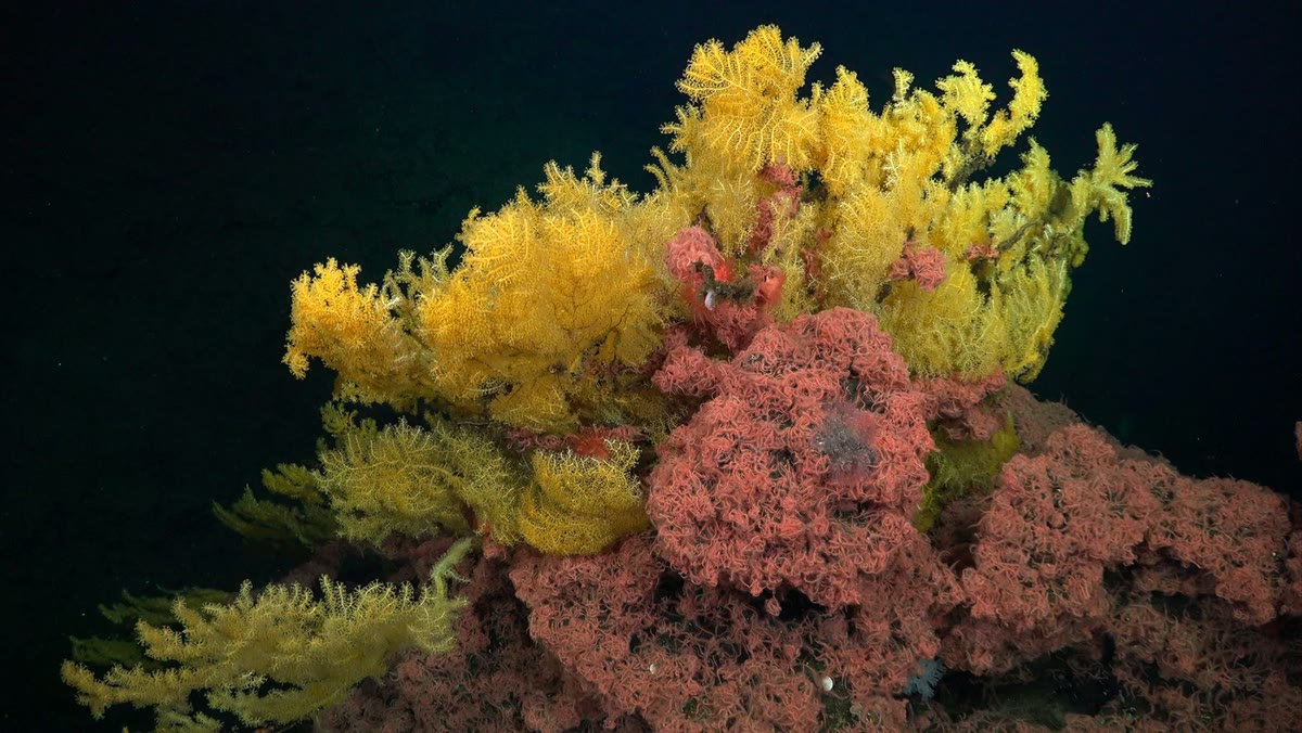 This golden tree coral was too strange for any known family