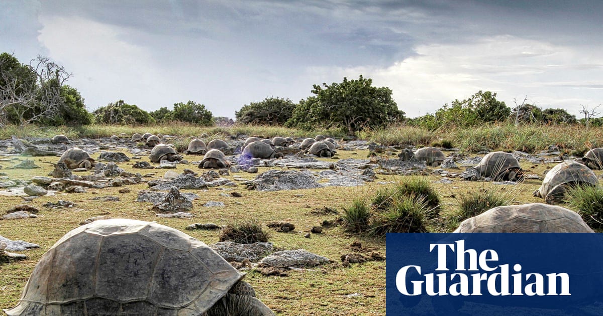 Researchers find 180,000 giant tortoises living on an island in Seychelles