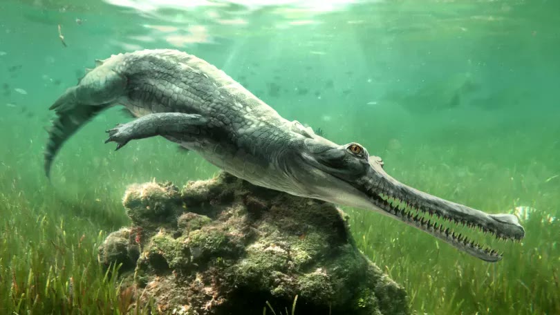 An ancient crocodile skull from the rocks that built the Sphinx belongs to a new species